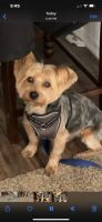 Yorkshire Terrier Puppies for sale in Rowland Heights, CA, USA. price: NA
