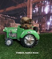 Yorkshire Terrier Puppies for sale in Springfield, KY 40069, USA. price: NA