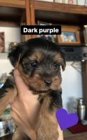Yorkshire Terrier Puppies for sale in Brea, CA 92821, USA. price: NA