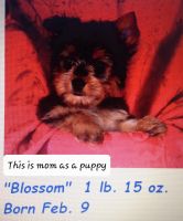Yorkshire Terrier Puppies for sale in Iola, TX 77861, USA. price: NA