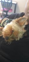 Yorkshire Terrier Puppies for sale in Pearland, TX, USA. price: NA