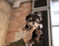 Yorkshire Terrier Puppies for sale in Harrisonburg, VA, USA. price: NA