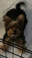 Yorkshire Terrier Puppies for sale in Tucson, AZ 85747, USA. price: NA