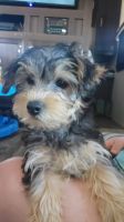 Yorkshire Terrier Puppies for sale in Sinton, TX 78387, USA. price: NA