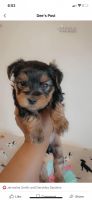 Yorkshire Terrier Puppies for sale in Mishawaka, IN, USA. price: NA
