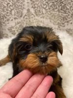 Yorkshire Terrier Puppies for sale in Ardmore, OK 73401, USA. price: NA