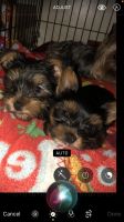 Yorkshire Terrier Puppies for sale in Cuddebackville, NY 12729, USA. price: NA