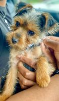 Yorkshire Terrier Puppies for sale in Novi, MI, USA. price: NA