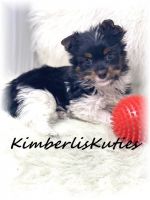 Yorkshire Terrier Puppies for sale in Lipan, TX 76462, USA. price: NA