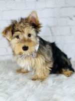 Yorkshire Terrier Puppies Photos