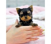 Yorkshire Terrier Puppies for sale in Atlanta, GA, USA. price: NA