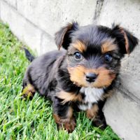 Yorkshire Terrier Puppies for sale in Victorville, CA, USA. price: NA