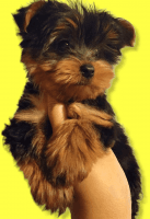 Yorkshire Terrier Puppies for sale in Gilroy, CA 95020, USA. price: NA