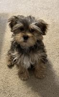 Yorkshire Terrier Puppies for sale in Kettering, OH, USA. price: NA