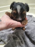 Yorkshire Terrier Puppies for sale in Grand Junction, CO, USA. price: NA