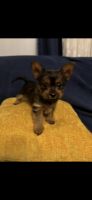 Yorkshire Terrier Puppies for sale in Boyds, MD 20841, USA. price: NA