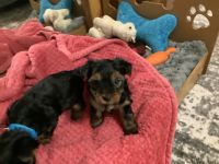 Yorkshire Terrier Puppies for sale in Mechanicstown, OH 44651, USA. price: NA