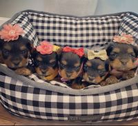 Yorkshire Terrier Puppies for sale in 318 Moir St, Eden, NC 27288, USA. price: NA