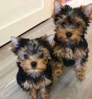 Yorkshire Terrier Puppies for sale in Phoenix, AZ 85021, USA. price: NA