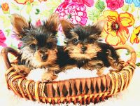 Yorkshire Terrier Puppies for sale in Wahiawa, HI 96786, USA. price: NA
