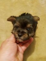 Yorkshire Terrier Puppies for sale in Princeton, IN 47670, USA. price: NA