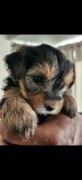 Yorkshire Terrier Puppies for sale in Pittsburg, CA, USA. price: NA