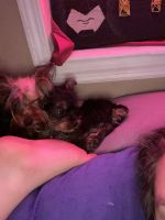 Yorkshire Terrier Puppies for sale in Irvine, KY 40336, USA. price: NA
