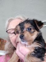 Yorkshire Terrier Puppies for sale in Orleans, IN 47452, USA. price: NA