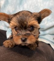 Yorkshire Terrier Puppies for sale in 1150 US-60, Republic, MO 65738, USA. price: NA