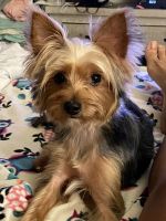 Yorkshire Terrier Puppies for sale in Temple Hills, MD, USA. price: NA