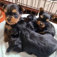 Yorkshire Terrier Puppies for sale in Ohio City, Cleveland, OH, USA. price: NA