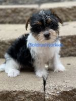 Yorkshire Terrier Puppies for sale in Dahlonega, GA 30533, USA. price: NA