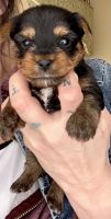 Yorkshire Terrier Puppies for sale in Clinton, IA, USA. price: NA