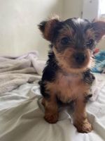 Yorkshire Terrier Puppies for sale in Huber Heights, OH, USA. price: NA