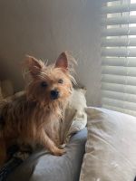 Yorkshire Terrier Puppies for sale in Bradenton, FL, USA. price: NA