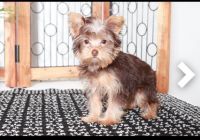 Yorkshire Terrier Puppies for sale in Madison, Nashville, TN 37115, USA. price: NA