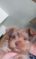 Yorkshire Terrier Puppies for sale in Ramsey, IL 62080, USA. price: NA