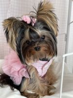 Yorkshire Terrier Puppies for sale in Prosper, TX, USA. price: NA