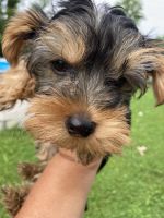 Yorkshire Terrier Puppies for sale in Wadsworth, OH 44281, USA. price: NA