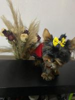 Yorkshire Terrier Puppies for sale in 7016 Favor St, Oakland, CA 94621, USA. price: NA