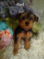 Yorkshire Terrier Puppies for sale in Afton, VA 22920, USA. price: NA