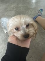 Yorkshire Terrier Puppies for sale in Tampa, FL, USA. price: NA