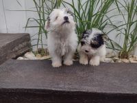 Yorkshire Terrier Puppies for sale in North Versailles, PA 15137, USA. price: NA