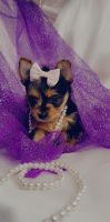 Yorkshire Terrier Puppies for sale in 92570 River Rd, Junction City, OR 97448, USA. price: NA