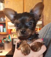 Yorkshire Terrier Puppies for sale in Los Banos, CA, USA. price: NA