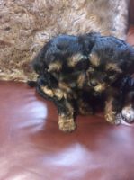 Yorkshire Terrier Puppies for sale in Greenville, TX, USA. price: NA
