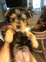 Yorkshire Terrier Puppies for sale in Ocala, FL, USA. price: NA