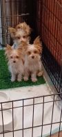 Yorkshire Terrier Puppies for sale in Melrose Park, IL 60164, USA. price: NA