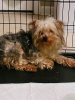 Yorkshire Terrier Puppies for sale in Hermitage, Nashville, TN, USA. price: NA