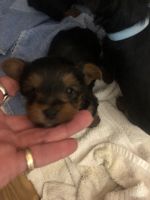 Yorkshire Terrier Puppies for sale in Statesville, NC, USA. price: NA